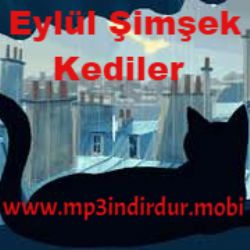 Eylül Şimşek Kediler